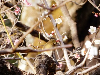 2022年3月6日(日) 新宿御苑の野鳥観察記録