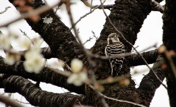 Japanese Pygmy Woodpecker Shinjuku Gyoen National Garden Sun, 3/6/2022