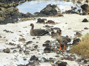 マガン 舳倉島 2017年10月10日(火)