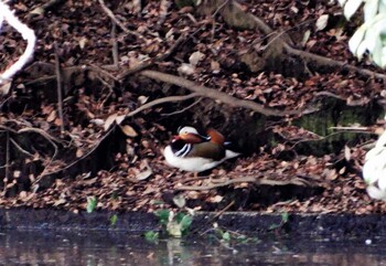 Mandarin Duck Shinjuku Gyoen National Garden Sun, 3/6/2022