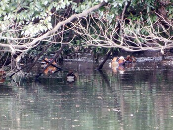 Mandarin Duck Shinjuku Gyoen National Garden Sun, 3/6/2022