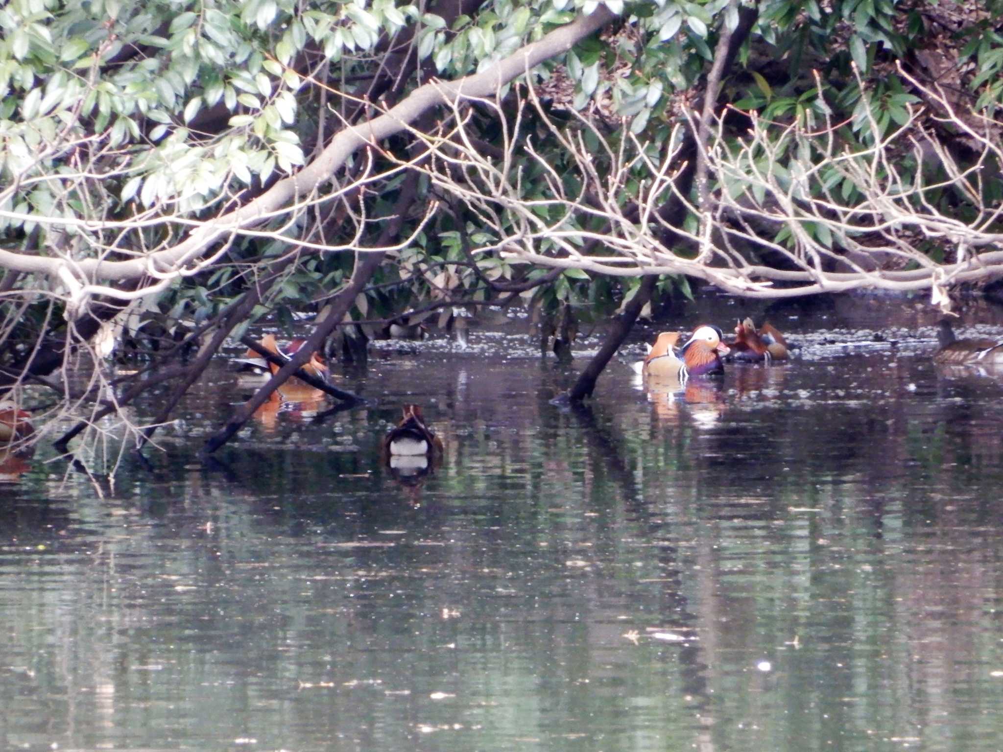 Photo of Mandarin Duck at Shinjuku Gyoen National Garden by morinokotori