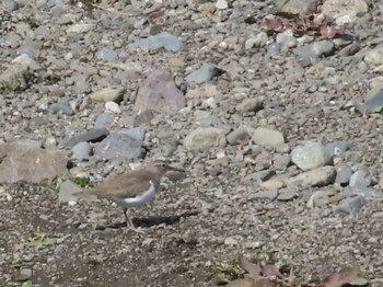 2022年3月5日(土) 平塚田んぼの野鳥観察記録