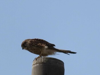 チョウゲンボウ 平塚田んぼ 2022年3月5日(土)