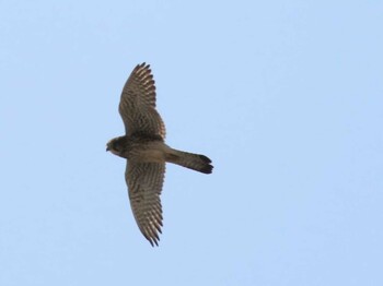 チョウゲンボウ 平塚田んぼ 2022年3月5日(土)