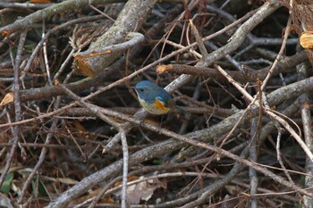 Red-flanked Bluetail Yatoyama Park Sun, 3/6/2022