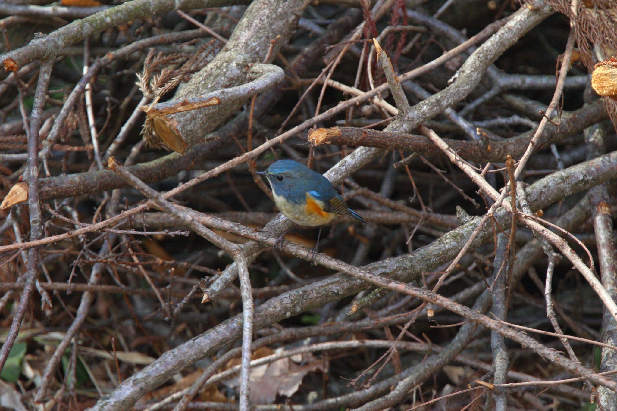 Photo of Red-flanked Bluetail at Yatoyama Park by こぐまごろう