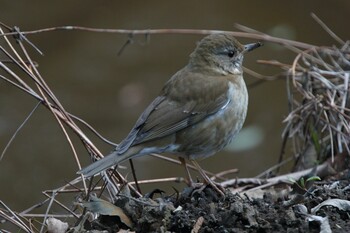 Pale Thrush Yatoyama Park Sun, 3/6/2022