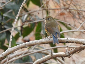 Red-flanked Bluetail Kyoto Gyoen Sun, 3/6/2022