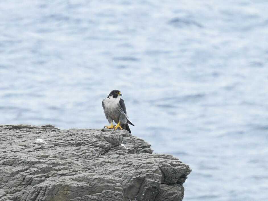 舳倉島 ハヤブサの写真 by Yuki86