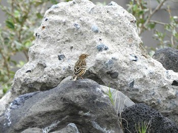 ムネアカタヒバリ 舳倉島 2017年10月10日(火)