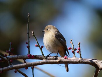 Daurian Redstart 洗足池、東京 Mon, 2/21/2022