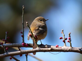 Daurian Redstart 洗足池、東京 Mon, 2/21/2022