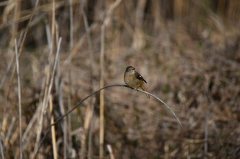 ジョウビタキ 北本自然観察公園 2022年3月6日(日)