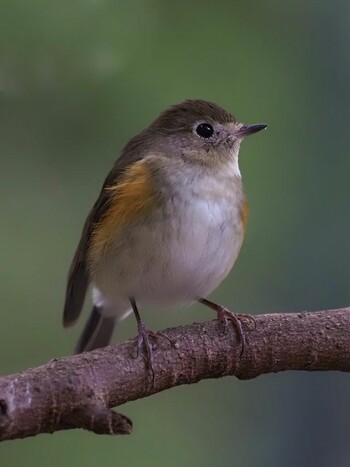 2022年3月6日(日) 不動ヶ池の野鳥観察記録