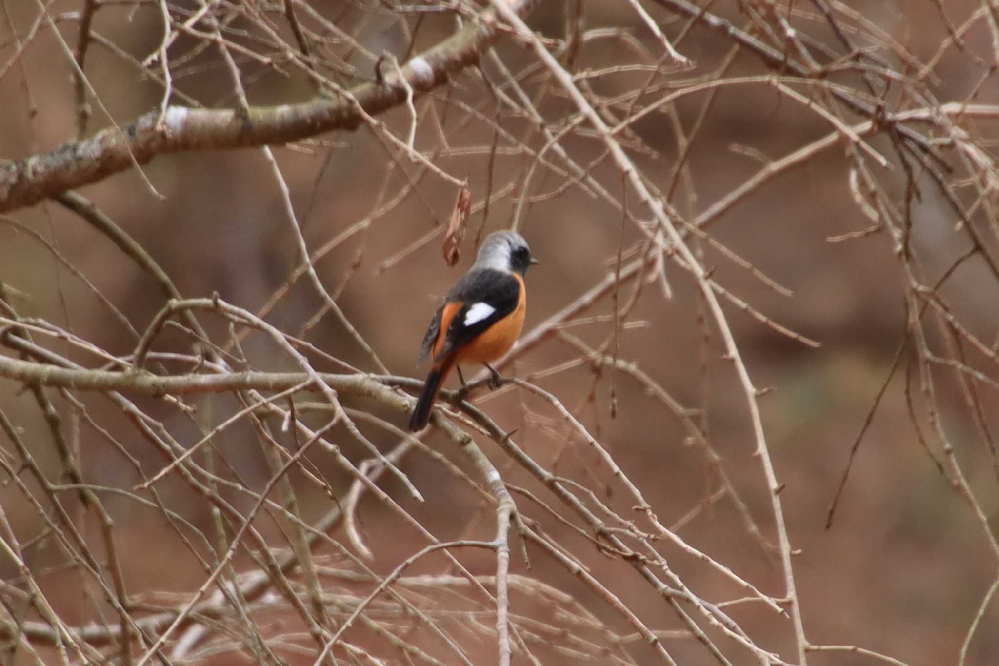 Photo of Daurian Redstart at 朝日山公園 by 虫