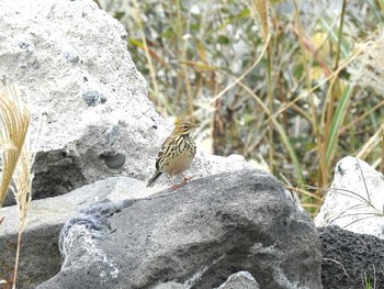 ムネアカタヒバリ 舳倉島 2017年10月10日(火)