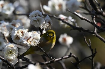 Warbling White-eye 池上梅園 Sat, 2/26/2022