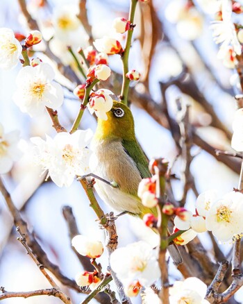 メジロ 下丸子公園 2022年3月1日(火)