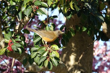 Brown-headed Thrush 天拝山歴史自然公園 Sun, 3/6/2022