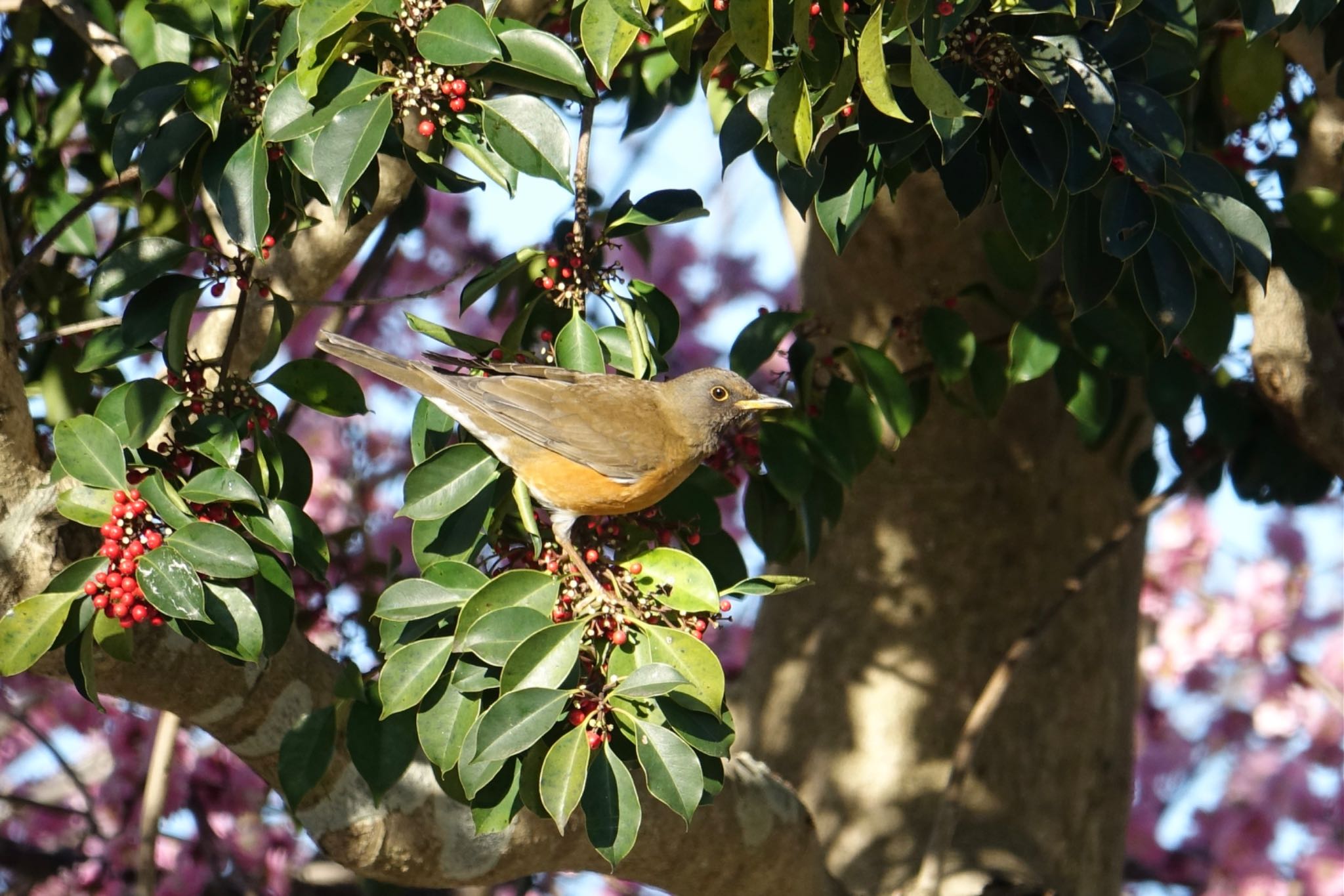 Photo of Brown-headed Thrush at 天拝山歴史自然公園 by O S