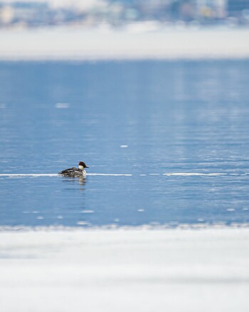 Smew 長野県 Tue, 3/1/2022