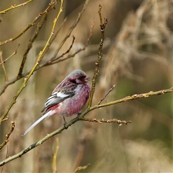 2022年3月5日(土) 矢橋帰帆島 (滋賀県草津市)の野鳥観察記録