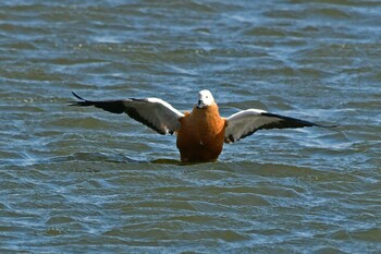 Ruddy Shelduck 大沼(宮城県仙台市) Sun, 3/6/2022