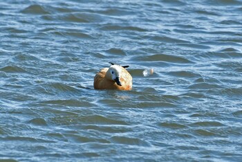 Ruddy Shelduck 大沼(宮城県仙台市) Sun, 3/6/2022