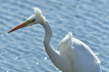 Great Egret 大沼(宮城県仙台市) Sun, 3/6/2022