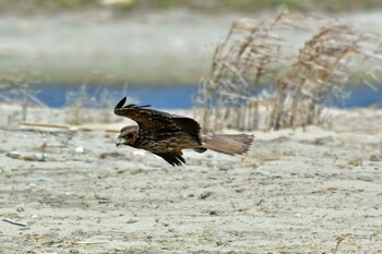 Black Kite 大沼(宮城県仙台市) Sun, 3/6/2022