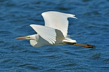 Great Egret 大沼(宮城県仙台市) Sun, 3/6/2022