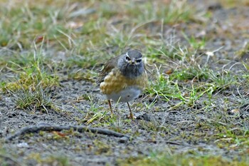 Pale Thrush Aobayama Park Sun, 3/6/2022