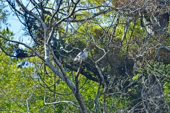 Peregrine Falcon Aobayama Park Sun, 3/6/2022