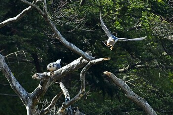 ハヤブサ 青葉山公園 2022年3月6日(日)