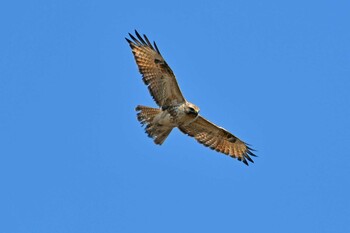 Eastern Buzzard Aobayama Park Sun, 3/6/2022