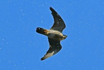 Peregrine Falcon Aobayama Park Sun, 3/6/2022