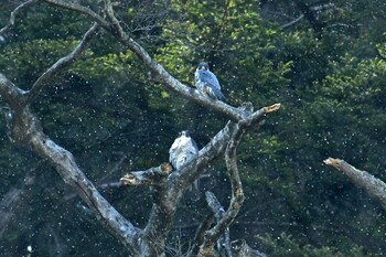 Peregrine Falcon Aobayama Park Sun, 3/6/2022