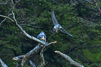 ハヤブサ 青葉山公園 2022年3月6日(日)