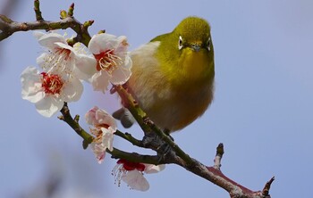 2022年3月7日(月) 三ノ瀬公園の野鳥観察記録