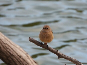 Sun, 3/6/2022 Birding report at Hattori Ryokuchi Park