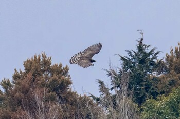 Mountain Hawk-Eagle 福岡県 Wed, 2/23/2022