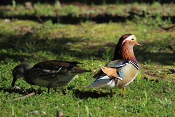 オシドリ 弘前公園(弘前城) 2016年4月30日(土)