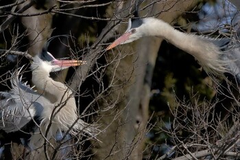 アオサギ 智光山公園 2022年3月7日(月)