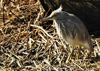 Mon, 3/7/2022 Birding report at Teganuma