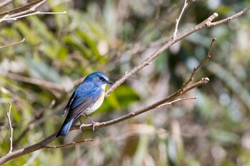 2022年3月7日(月) 大町自然観察園の野鳥観察記録