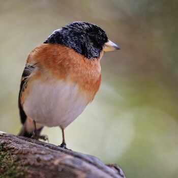 未同定 西湖野鳥の森公園 2022年3月7日(月)