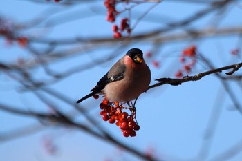 Eurasian Bullfinch 青森県 Sat, 11/26/2016