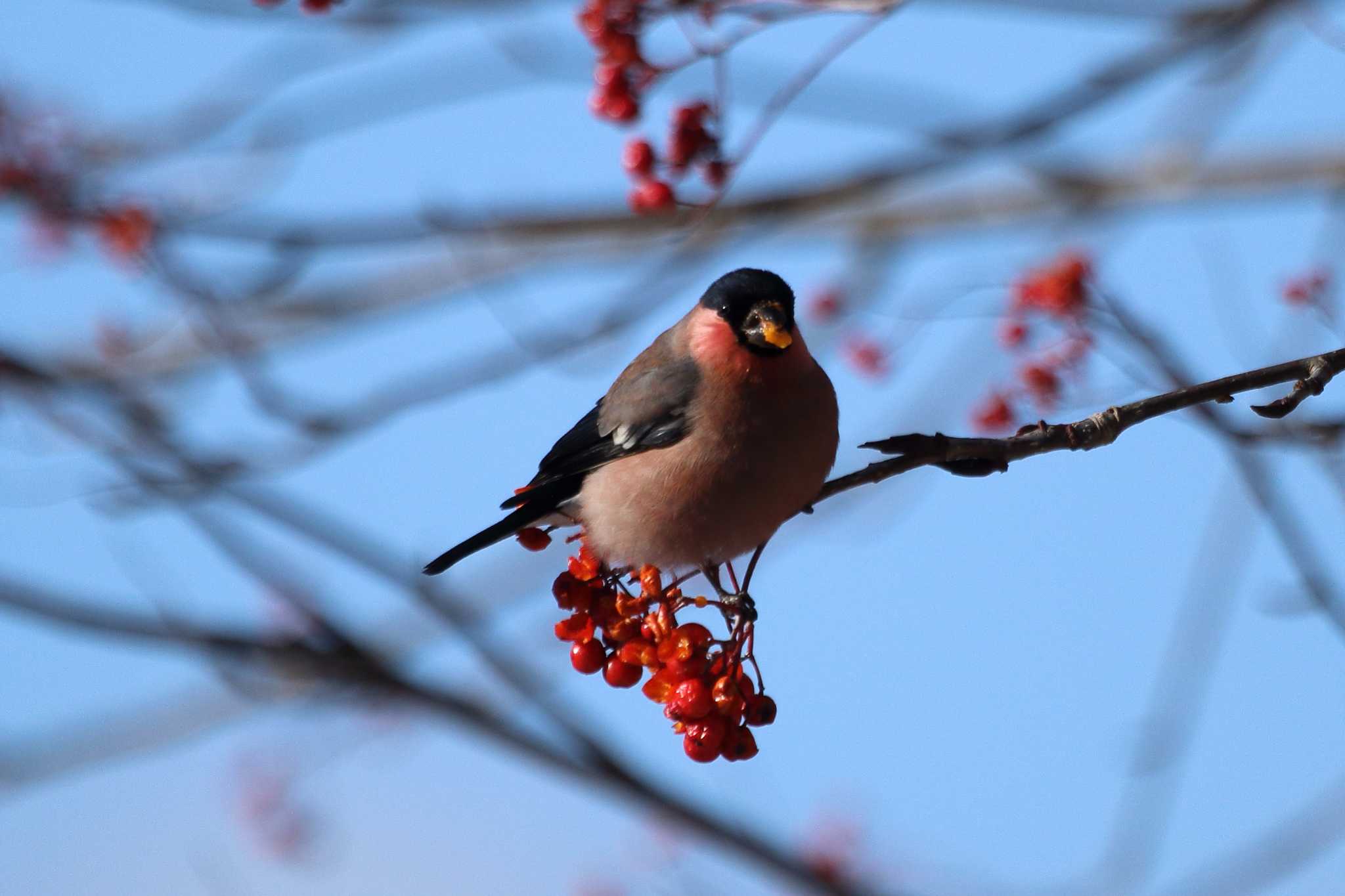 青森県 ウソの写真 by Nozomi Kamada