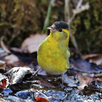 マヒワ 西湖野鳥の森公園 2022年3月7日(月)